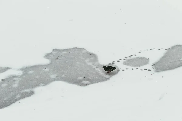 Μια μοναχική πάπια διασχίζει μια παγωμένη λίμνη και αφήνει ίχνη. Η έννοια της μοναξιάς και της εγκατάλειψης — Φωτογραφία Αρχείου