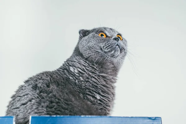 Chat écossais gris plié assis dans une boîte à chaussures bleue et lève les yeux. Les chats sont généralement très curieux et grimpent dans des boîtes — Photo