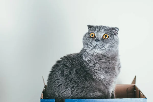 Grey Scottish gato dobrável sentado em caixa de sapato azul e olha para cima. Gatos são geralmente muito curiosos e subir em caixas — Fotografia de Stock