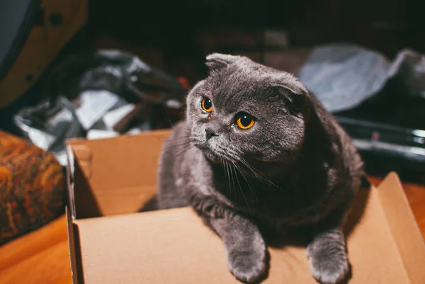 Gato gris escocés plegable sentado en caja de zapatos azul y mira hacia arriba. Los gatos suelen ser muy curiosos y se meten en cajas —  Fotos de Stock