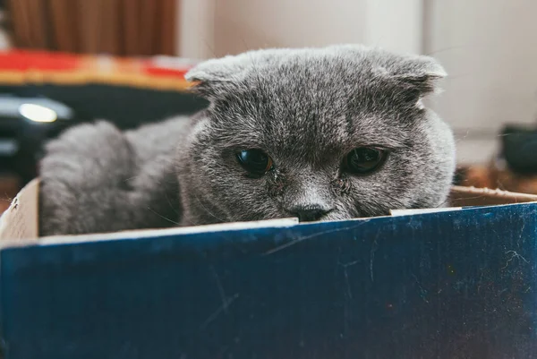 Gatto pieghevole scozzese grigio seduto in scatola di scarpe blu. I gatti sono di solito molto curiosi e si arrampicano in scatole — Foto Stock