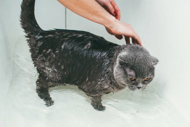 Gri İskoç kedisi sahibiyle banyo yapıyor. Onunla ilgileniyor ve kürkünü iyice yıkıyor.