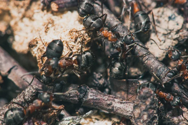 Forest ants team carry out their work in an anthill. A perfect example of teamwork. Selective focus macro shot with shallow DOF — Stock Photo, Image