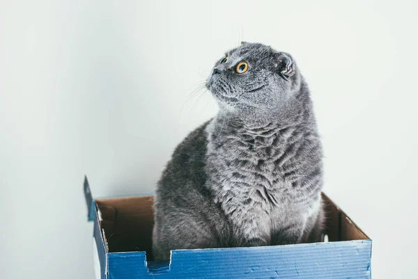 Grey Scottish gato dobrável sentado em caixa de sapato azul e olha para cima. Gatos são geralmente muito curiosos e subir em caixas — Fotografia de Stock