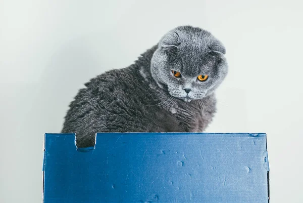 Grey Scottish fold cat sitting in blue shoe box and looks down. Cats are usually very curious and climb into boxes