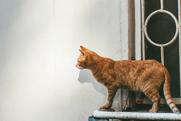 Rood nieuwsgierige dakloze kat zit bij het raam op straat. Achteraanzicht, Algemeen plan — Stockfoto