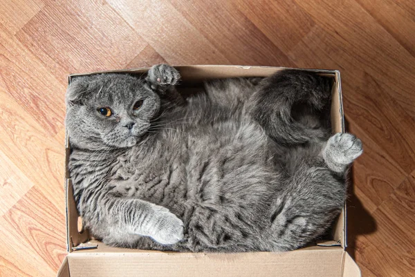Chat pliant écossais gris assis dans une boîte à chaussures. Les chats sont généralement très curieux etils aiment entrer dans des endroits intéressants — Photo