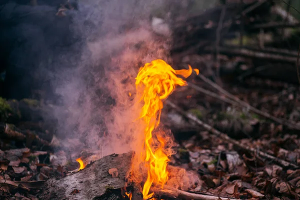 Burning wood at evening in the forest. Campfire at touristic camp at nature. Barbeque and cooking outdoor fresh air. Flame and fire sparks on dark abstract background. Concept of safety and — Stock Photo, Image
