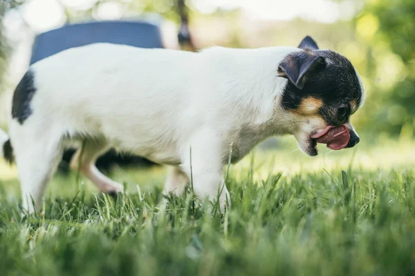 Cão brincando fora no gramado grama primavera. Foco seletivo bokeh fundo — Fotografia de Stock