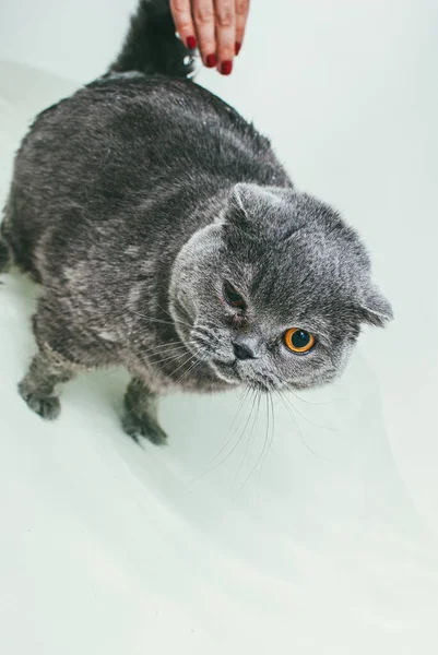 Grey Scottish fold cat toma banho com seu dono. Ela cuida dele e lava-lhe completamente a pele. — Fotografia de Stock