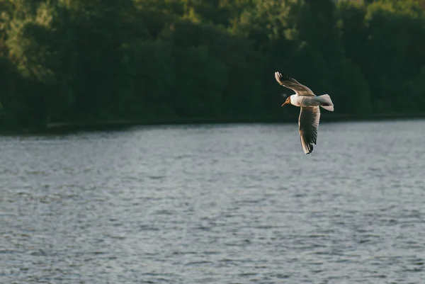 La gaviota vuela en el fondo de la superficie del agua sobre el fondo del bosque arbóreo. El concepto de libertad y superación del espacio — Foto de Stock