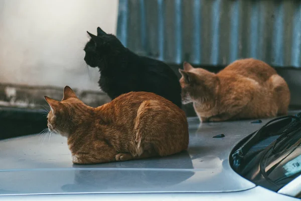 2 gatos rojos y uno negro sin hogar curiosos sentados en la capucha de un coche en la calle —  Fotos de Stock