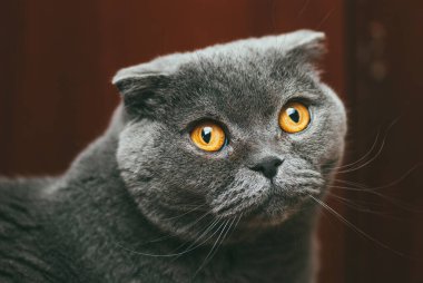 Turuncu gözlü İskoç gri kedisi, yakın plan portre