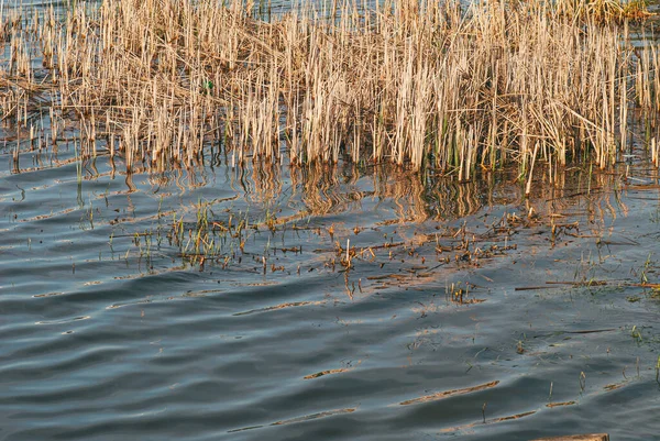Az esti nap által megvilágított tó vizéből kiálló száraz sárga nádasok — Stock Fotó
