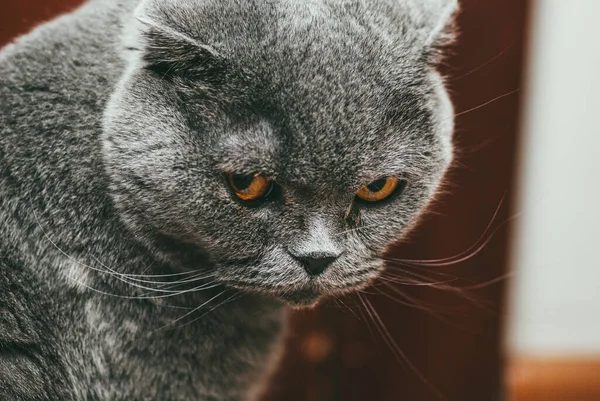 Gatto grigio piega scozzese con occhi arancioni, ritratto primo piano — Foto Stock
