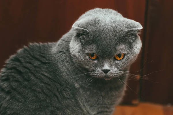 Gatto grigio piega scozzese con occhi arancioni, ritratto primo piano — Foto Stock