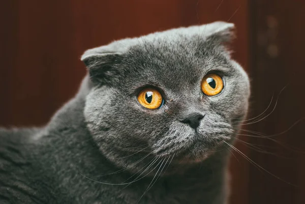 带有橙色眼睛的苏格兰折叠灰猫，特写肖像 — 图库照片