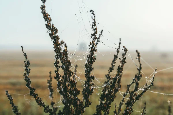 Detailní záběr pavučiny s kapkami rosy. Ranní jarní fotka v přírodě. Selektivní zaostření makra s mělkou hloubkou pole — Stock fotografie