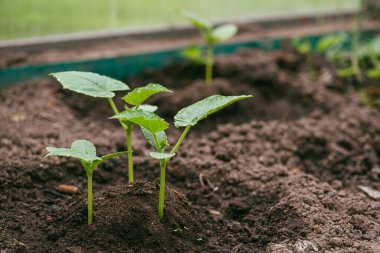 Serada sulanan toprakta taze salatalık filizleri. İzolasyon ve geçim çiftçiliği kavramı. Sığ DOF ile seçici odak makro görüntüsü
