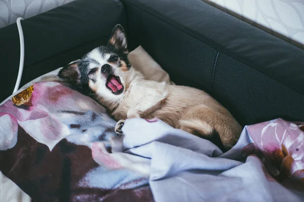 Um cão Chihuahua pequeno e engraçado jaz e boceja no travesseiro do sofá. Fique em casa conceito — Fotografia de Stock