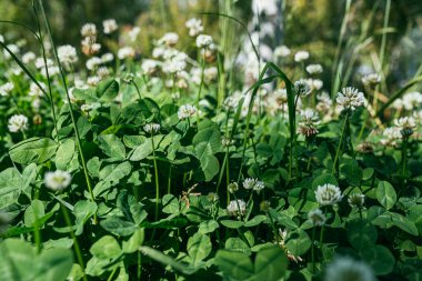 Beyaz çiçekli yonca trifolium pratense. seçici odak makro görüntüsü ve sığ DOF