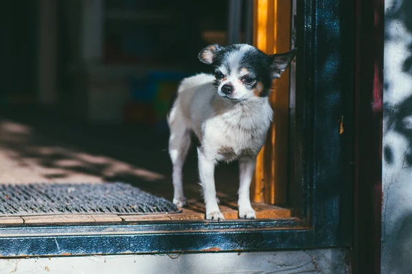 Ένα μικρό και αστείο σκυλί Chihuahua στέκεται κοντά στην είσοδο του σπιτιού και απολαμβάνοντας το φως του ήλιου. Παραμονή στο σπίτι έννοια — Φωτογραφία Αρχείου