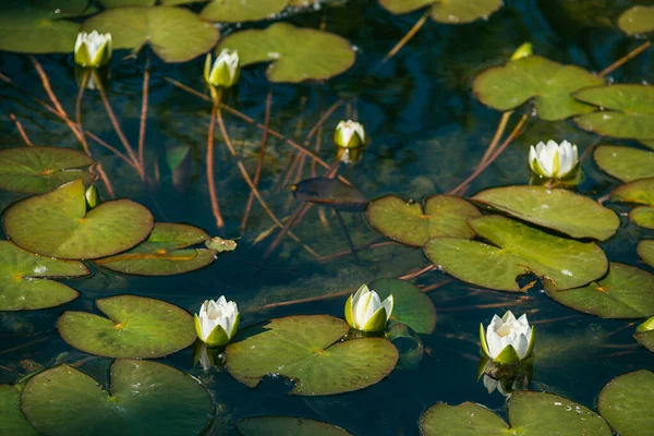 Lírio de água branca cercado por belas folhas largas iluminadas pelo sol brilhante da primavera — Fotografia de Stock