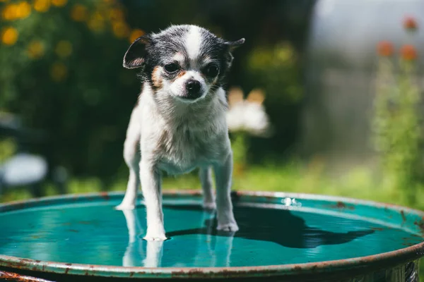 Um cão Chihuahua pequeno e engraçado em pé na tampa de um barril cheio de água contra um jardim de verão desfocado. Fique em casa conceito — Fotografia de Stock