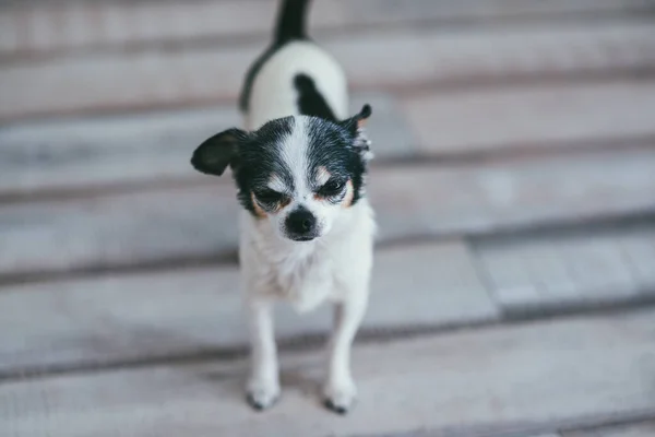 Egy kicsi és vicces Chihuahua kutya áll a földön, és a kamerába néz. Maradj otthon koncepció — Stock Fotó
