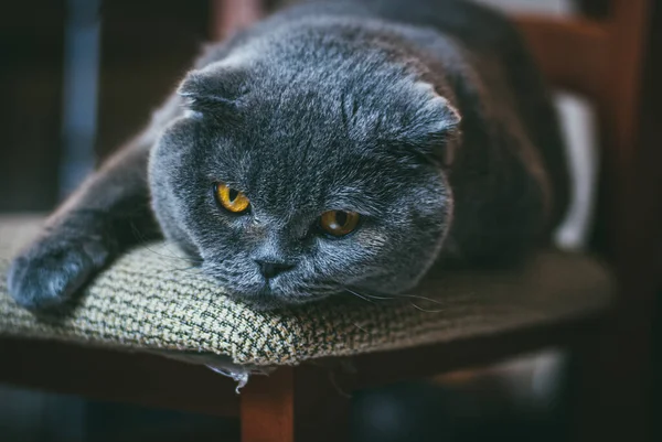 O gato cinza de prega escocês com olhos cor-de-laranja põe-se na cadeira sozinho e entediado. Fique em casa coronavírus covid-19 conceito de quarentena — Fotografia de Stock