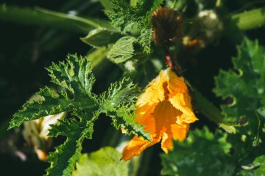 Parlak yeşil yapraklı kabak çiçekleri. Çiftçilik ve tarım kavramı. Sığ DOF ile seçici odak makro görüntüsü