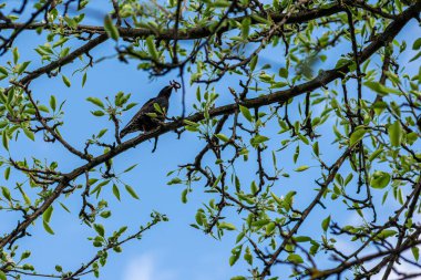 Gagasında solucan olan Sturnus vulgaris sığırcığı yeşil yapraklı bir dalda oturuyor. Yenilenme ve bahar-yaz mutluluğu kavramı