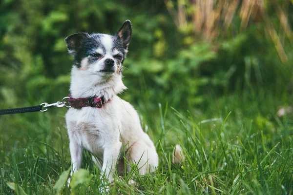 Um cão Chihuahua pequeno e engraçado sentado no quintal de grama verde contra um jardim de verão borrado. Fique em casa coronavírus covid-19 conceito de quarentena. Jardim dia de verão — Fotografia de Stock