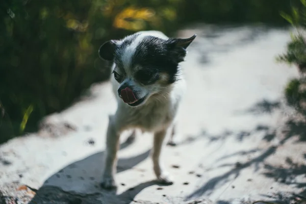 Um cão Chihuahua pequeno e engraçado sentado na pedra cinza no quintal contra um jardim de verão desfocado. Fique em casa coronavírus covid-19 conceito de quarentena. Jardim dia de verão — Fotografia de Stock