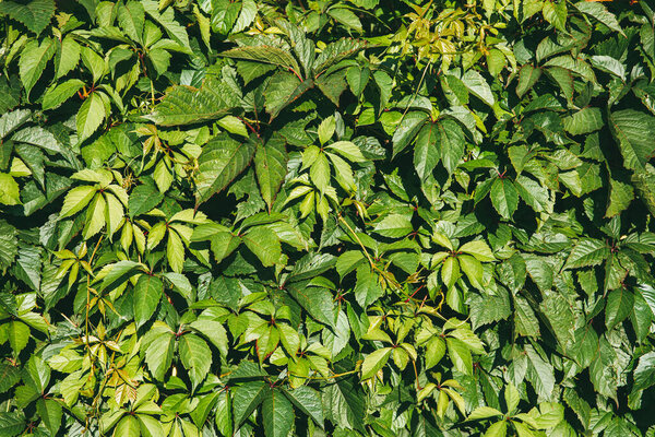 Virginia creepers plant or Parthenocissus quinquefolia Green hedge on the fence