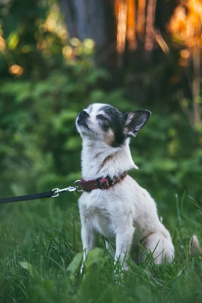 小さな面白いChihuahua犬は緑の芝生の庭に座って、ぼやけた夏の庭に対して空気を嗅ぐ。家庭コロナウイルスcovid-19隔離コンセプトに滞在します。夏の庭 — ストック写真