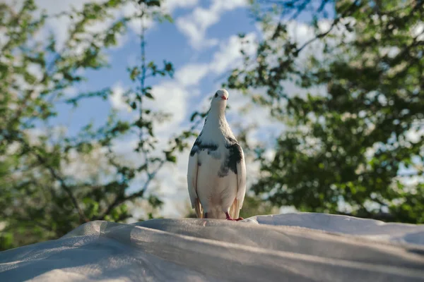 뒤 뜰에 있는 푸른 하늘을 배경으로 나무 가지 밑 캐노피 위에 앉아 여름 햇살을 받으며 하얀 비둘기가 앉아 있다 — 스톡 사진