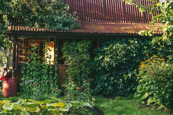 Virginia creepers plant or Parthenocissus quinquefolia Green hedge wraps around the entire wall and roof of a house in the garden