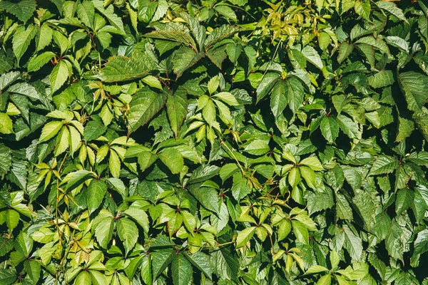 Φυτεία της Βιρτζίνια creepers ή Parthenocissus quinquefolia Πράσινο φράκτη στο φράχτη — Φωτογραφία Αρχείου