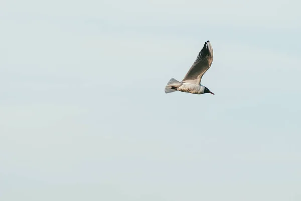 Gabbiano solitario che vola nel cielo primaverile sullo sfondo del cielo blu — Foto Stock