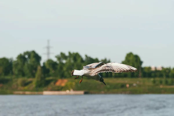 La gaviota vuela en el fondo de la superficie del agua. El concepto de libertad y superación del espacio — Foto de Stock