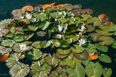 Beyaz nilüferlerin etrafı parlak bahar güneşiyle aydınlanan güzel geniş yapraklarla çevrili. Geniş açı