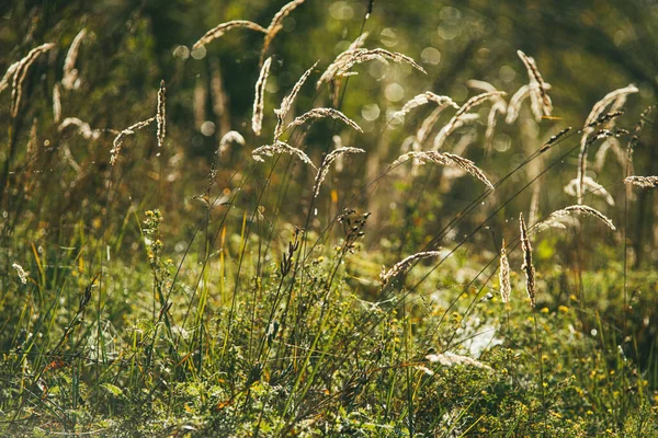 A luz dourada da noite do por do sol ilumina as orelhas macias da grama no campo. tiro macro foco seletivo com DOF rasa. Imagem turva — Fotografia de Stock
