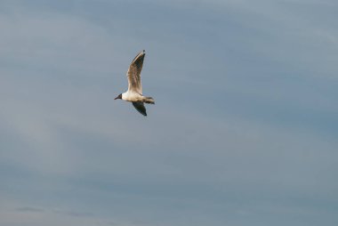 Yalnız martı gökyüzünde mavi arka planda uçuyor.