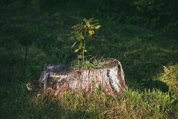 A parte verde de um carvalho jovem cresce a partir do toco de uma árvore que já foi cortada. O conceito de superação e a ideia de que nunca devemos desistir — Fotografia de Stock