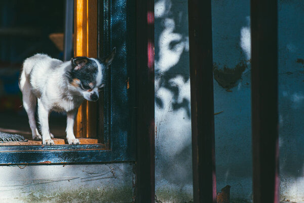 Маленькая и смешная собака чихуахуа, стоящая у входа в дом и наслаждающаяся солнечным светом. Концепция Stay at Home
