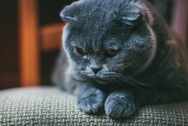 Turuncu gözlü İskoç gri kedisi sandalyeye uzanmış ve sıkılmış. Evde kal Coronavirus covid-19 karantina konsepti