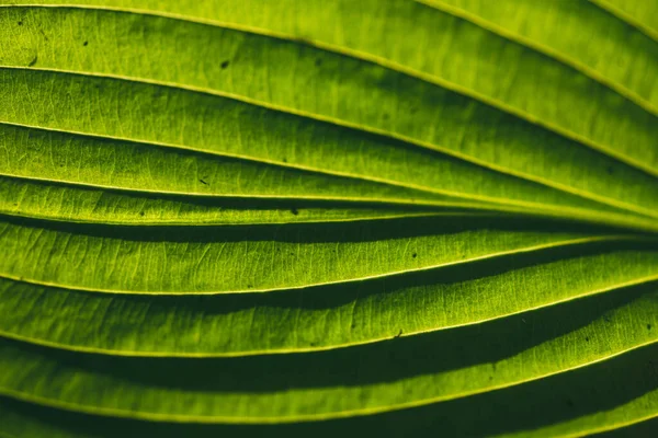 Una textura de patrón de hojas verde brillante iluminada por el sol el sol en el lado reverso. macro de enfoque selectivo con DOF poco profundo —  Fotos de Stock