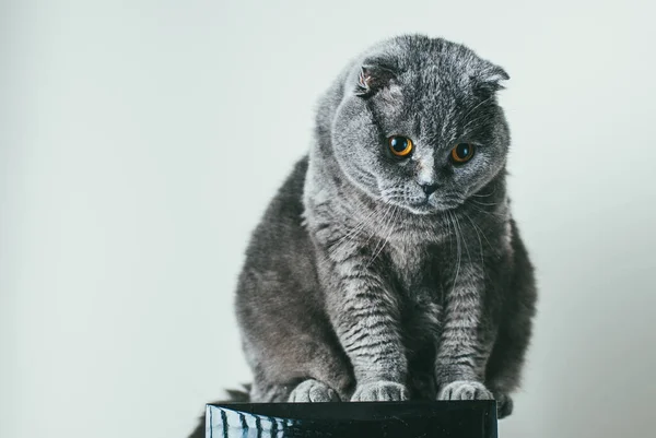 Skotská složená šedá kočka s oranžovýma očima sedí sama na akustickém reproduktoru a nudí se. Zůstaňte doma koronavirus karanténní koncept — Stock fotografie