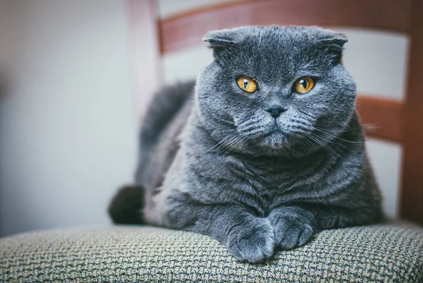 Шотландский складной серый кот с оранжевыми глазами лежит на стуле один и скучно. Оставайтесь дома, коронавирус covid-19 концепция карантина — стоковое фото